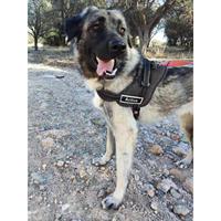 Δίνεται για υιοθεσία - χαρίζεται ημίαιμη σκυλίτσα