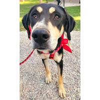 Δίνεται για υιοθεσία - χαρίζεται ημίαιμος σκυλάκος