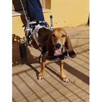 Δίνεται για υιοθεσία - χαρίζεται ημίαιμος σκυλάκος Segugio - Σεγκούτσι