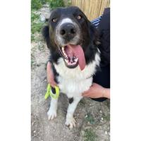 Δίνεται για υιοθεσία - χαρίζεται ημίαιμη σκυλίτσα