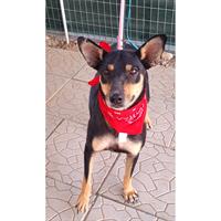 Δίνεται για υιοθεσία - χαρίζεται ημίαιμη σκυλίτσα Doberman - Ντόμπερμαν