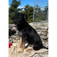 Δίνεται για υιοθεσία - χαρίζεται ημίαιμος σκυλάκος Belgian Shepherd - Βέλγικο Ποιμενικό