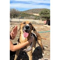 Δίνεται για υιοθεσία - χαρίζεται ημίαιμη σκυλίτσα