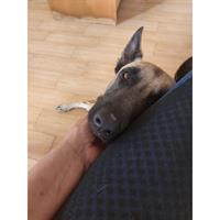 Δίνεται για υιοθεσία - χαρίζεται σκυλίτσα Malinois - Μαλινουά