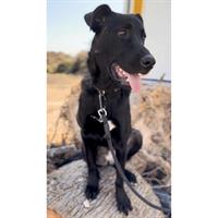 Δίνεται για υιοθεσία - χαρίζεται ημίαιμη σκυλίτσα