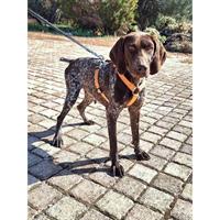 Δίνεται για υιοθεσία - χαρίζεται σκυλίτσα Kurzhaar - Κουρτσχαάρ