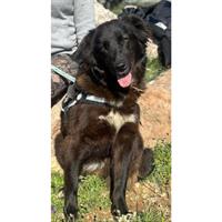 Δίνεται για υιοθεσία - χαρίζεται ημίαιμη σκυλίτσα