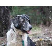 Δίνεται για υιοθεσία - χαρίζεται ημίαιμος σκυλάκος