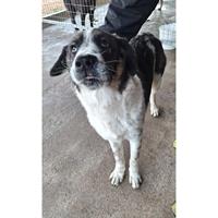 Δίνεται για υιοθεσία - χαρίζεται ημίαιμος σκυλάκος