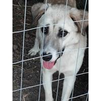 Δίνεται για υιοθεσία - χαρίζεται ημίαιμη σκυλίτσα