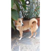 Δίνεται για υιοθεσία - χαρίζεται ημίαιμος σκυλάκος Greek Kokoni - Κοκόνι