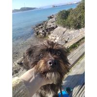 Δίνεται για υιοθεσία - χαρίζεται ημίαιμος σκυλάκος Griffon - Γκριφόν