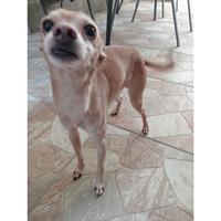 Δίνεται για υιοθεσία - χαρίζεται ημίαιμος σκυλάκος Pinscher - Πίνσερ