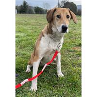 Δίνεται για υιοθεσία - χαρίζεται ημίαιμη σκυλίτσα Beagle - Μπηγκλ