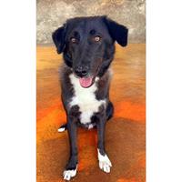 Δίνεται για υιοθεσία - χαρίζεται ημίαιμος σκυλάκος