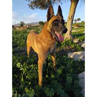 Δίνεται για υιοθεσία - χαρίζεται σκυλάκος Malinois - Μαλινουά