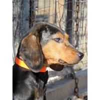 Δίνεται για υιοθεσία - χαρίζεται σκυλίτσα Greek Harehound - Ελληνικός Ιχνηλάτης