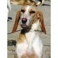 Δίνεται για υιοθεσία - χαρίζεται ημίαιμη σκυλίτσα