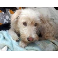 Δίνεται για υιοθεσία - χαρίζεται ημίαιμη σκυλίτσα Griffon - Γκριφόν