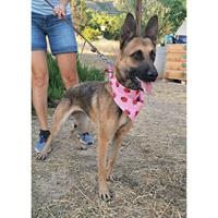 Δίνεται για υιοθεσία - χαρίζεται ημίαιμος σκυλάκος German Shepherd - Γερμανικός Ποιμενικός - Λυκόσκυλο