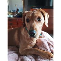 Δίνεται για υιοθεσία - χαρίζεται ημίαιμος σκυλάκος Segugio - Σεγκούτσι