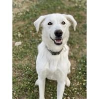 Δίνεται για υιοθεσία - χαρίζεται ημίαιμος σκυλάκος