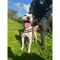 Δίνεται για υιοθεσία - χαρίζεται σκυλάκος Pit Bull - Πίτ Μπουλ Τερριέ