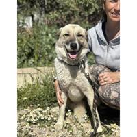 Δίνεται για υιοθεσία - χαρίζεται ημίαιμη σκυλίτσα