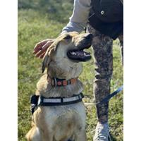 Δίνεται για υιοθεσία - χαρίζεται ημίαιμος σκυλάκος