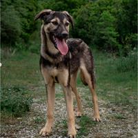 Δίνεται για υιοθεσία - χαρίζεται ημίαιμη σκυλίτσα