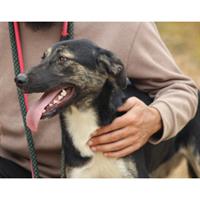 Δίνεται για υιοθεσία - χαρίζεται ημίαιμη σκυλίτσα