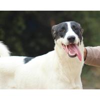 Δίνεται για υιοθεσία - χαρίζεται ημίαιμη σκυλίτσα