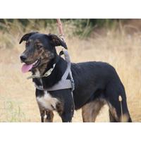 Δίνεται για υιοθεσία - χαρίζεται ημίαιμη σκυλίτσα