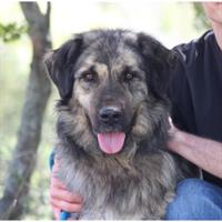 Δίνεται για υιοθεσία - χαρίζεται ημίαιμη σκυλίτσα