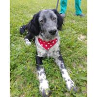 Δίνεται για υιοθεσία - χαρίζεται ημίαιμος σκυλάκος Irish Setter - Αγγλικό Σέτερ