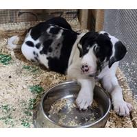 Δίνεται για υιοθεσία - χαρίζεται σκυλάκος Great Dane - Μεγάλος Δανός