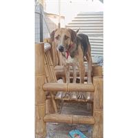 Δίνεται για υιοθεσία - χαρίζεται ημίαιμος σκυλάκος