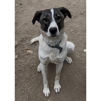 Δίνεται για υιοθεσία - χαρίζεται ημίαιμη σκυλίτσα