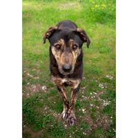 Δίνεται για υιοθεσία - χαρίζεται ημίαιμος σκυλάκος