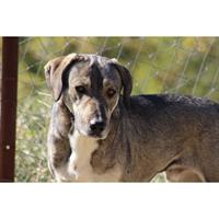 Δίνεται για υιοθεσία - χαρίζεται ημίαιμος σκυλάκος