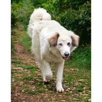 Δίνεται για υιοθεσία - χαρίζεται ημίαιμη σκυλίτσα