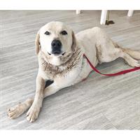 Δίνεται για υιοθεσία - χαρίζεται ημίαιμος σκυλάκος