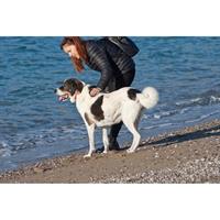 Δίνεται για υιοθεσία - χαρίζεται ημίαιμος σκυλάκος