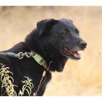 Δίνεται για υιοθεσία - χαρίζεται ημίαιμη σκυλίτσα