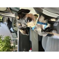 Δίνεται για υιοθεσία - χαρίζεται ημίαιμος σκυλάκος Griffon - Γκριφόν