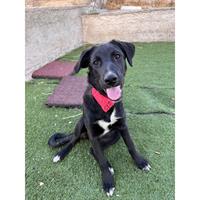 Δίνεται για υιοθεσία - χαρίζεται ημίαιμη σκυλίτσα Labrador Retriever - Λαμπραντόρ Ριτρίβερ