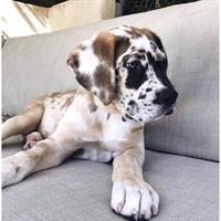 Δίνεται για υιοθεσία - χαρίζεται σκυλάκος Great Dane - Μεγάλος Δανός