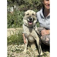 Δίνεται για υιοθεσία - χαρίζεται ημίαιμη σκυλίτσα