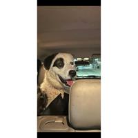 Δίνεται για υιοθεσία - χαρίζεται ημίαιμος σκυλάκος