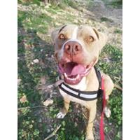 Δίνεται για υιοθεσία - χαρίζεται σκυλάκος Pit Bull - Πίτ Μπουλ Τερριέ